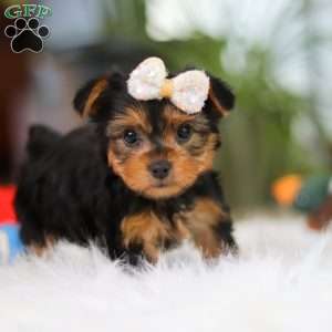 Bella, Yorkie Puppy
